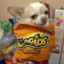 cheetos_dog