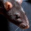 RatMan