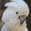 Cacatua