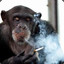 smoke_monkey