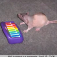 Rat Mother