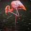 Migratory Flamingo