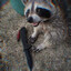 rancid raccoon