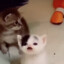Lil Adolf Kitler