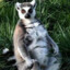 Big Lemur