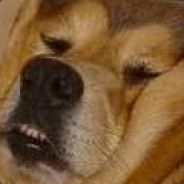 dog - steam id 76561197961161192