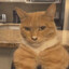 commie cat 扛米貓