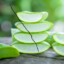 TrosoDeAloeVera