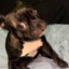 um cachorro