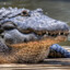 Krokodil_