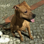 GUIZERA