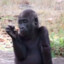 GAY APE