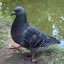 Pigeon