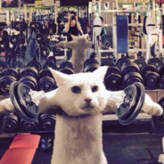 skins.army SiłownianyKoteczek25