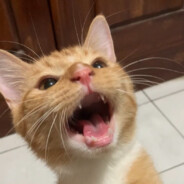 rinrinrini