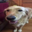 ButterDog