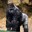 BigApe45