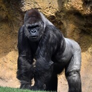 BigApe45