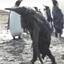 POSincelFreakEvilPervert Penguin