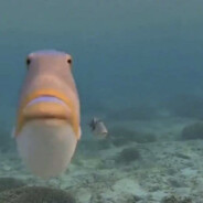 Vito Corleone, the "Don"