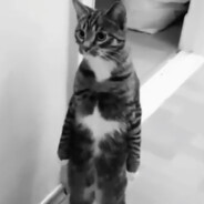 Schultzi3 - steam id 76561198866058822