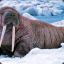 Horny Walrus