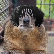 awesomehyraxlover777