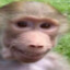 I LIKE MONKE