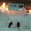 Cockroach Funeral