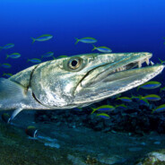 Barracuda