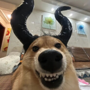 来碗微辣孟婆汤