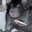 rat
