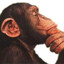 Homo neanderthalensis