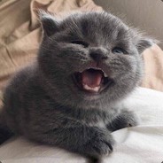 家有萌猫小土豆