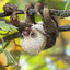 4toadsloth