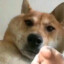 芥川安