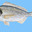 PEIXE-BALÃO