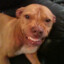 PITBULLPEEK tomz