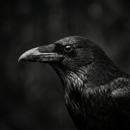 crow avatar