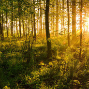 西瓜地里吃过亏