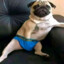 Pug_69420