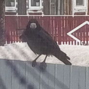 Денис_Вышибала