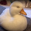quack