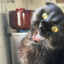 Meow