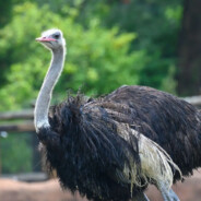 Oscillating Ostrich