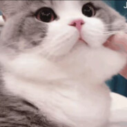 抖音一只小豆子