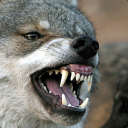 LycanAlphas'Twin - steam id 76561197964536479