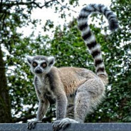 The Lemur on The Ledge