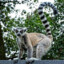 The Lemur on The Ledge