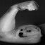 doge&#039;s biceps